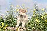 CHIEN FINNOIS DE LAPONIE 404